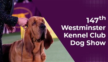 147th Westminster Kennel Club Dog Show 2023