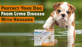 Protect Your Dog From Lyme Disease With Nexgard