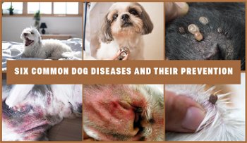 Six Common Dog Diseases and Their Prevention