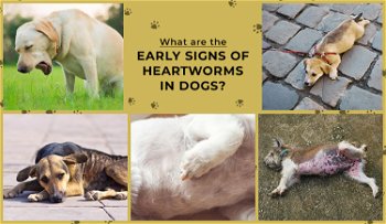 What are the Early Signs of Heartworms in Dogs?