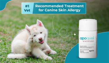 Apoquel - #1 Vet-Recommended Treatment for Canine Skin Allergy