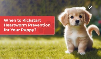 When to Kickstart Heartworm Prevention for Your Puppy