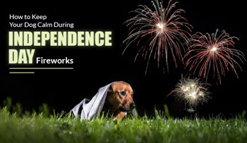 How to Keep Your Dog Calm During Independence Day Fireworks