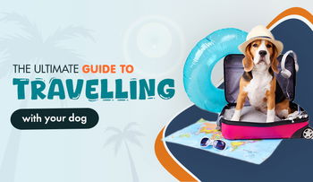 The Ultimate Guide to Travelling with Your Dog