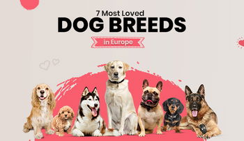 7 Most Loved Dog Breeds in Europe