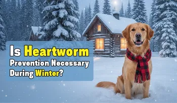 Is Heartworm Prevention Necessary During Winter?
